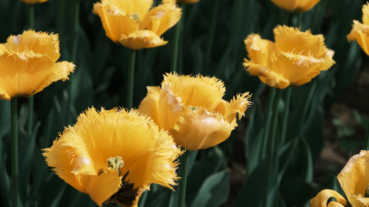 Centos7 设置 ssh 秘钥登录