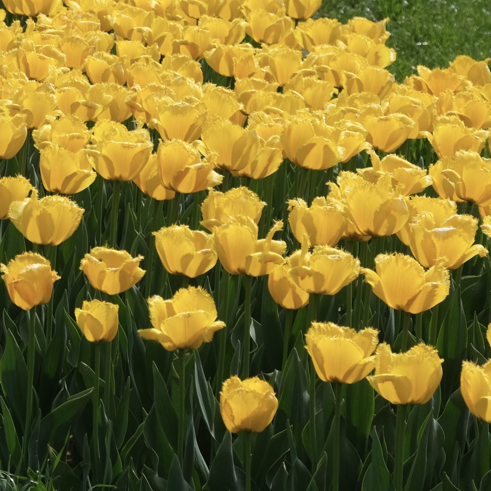 我的 Nginx 配置单