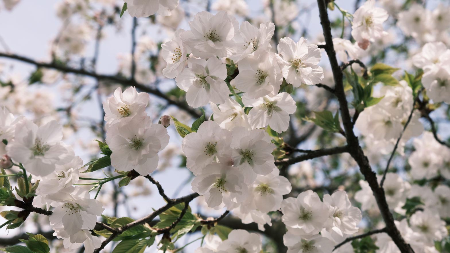 WordPress Permalink 配置 404